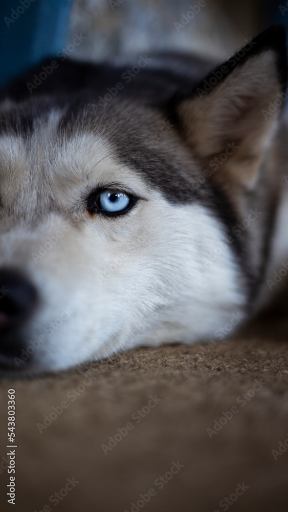 Husky dog eyes closeup