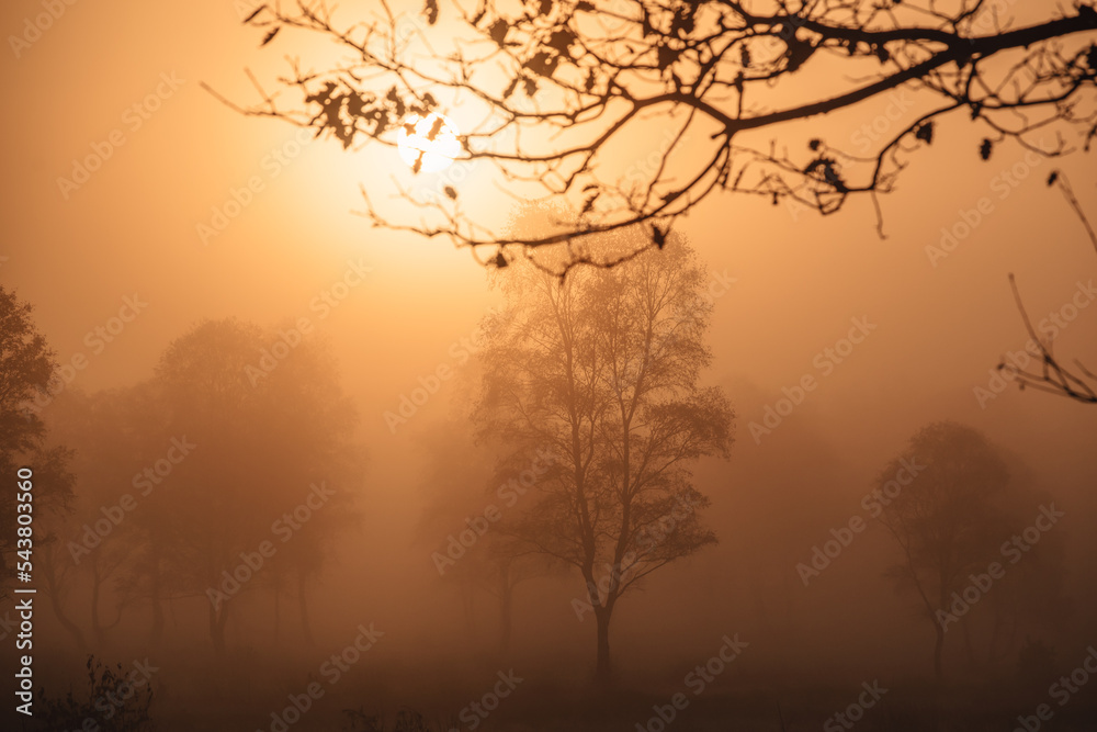Obraz premium Lüneburger Heide im Herbst mit Nebel zum Sonnenaufgang