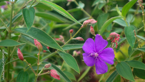 beautiful purple Pleroma urvilleana flowers as a background photo