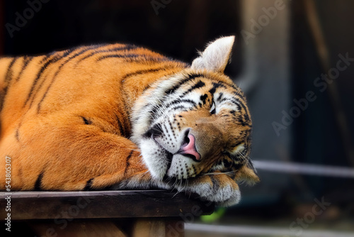cute sleeping bengal tiger in habitat background	