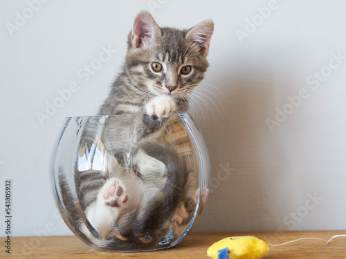 Cats are liquid, or kitten in a vase 12