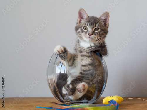 Cats are liquid, or kitten in a vase 8