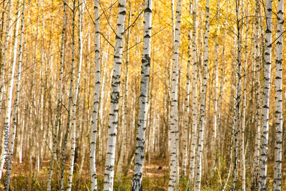 Yellow leaves on a birch tree in autumn.