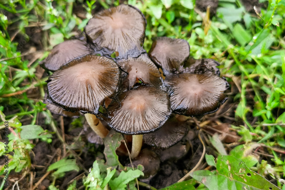 Not a edible mushroom in the woods. Not a edible mushroom in the woods.