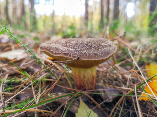 An edible mushroom in the forest.