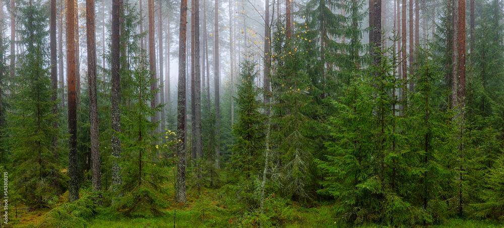 Obraz premium Pine tree forest in sunrise. Forest therapy and stress relief.
