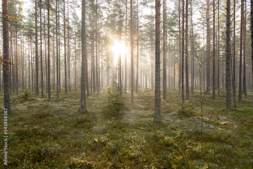 Obraz premium Pine tree forest in sunrise. Forest therapy and stress relief.