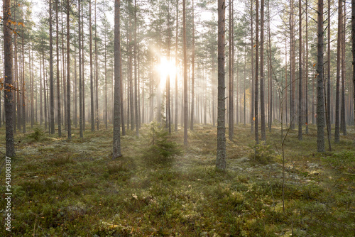 Pine tree forest in sunrise. Forest therapy and stress relief. © Conny Sjostrom