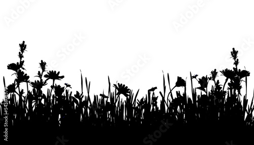 Grass and wild flowers bord...