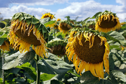 Welke Sonnenblumen photo