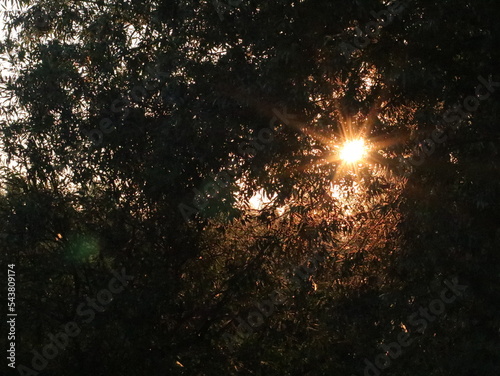 The setting sun through the trees © Любовь Челюканова