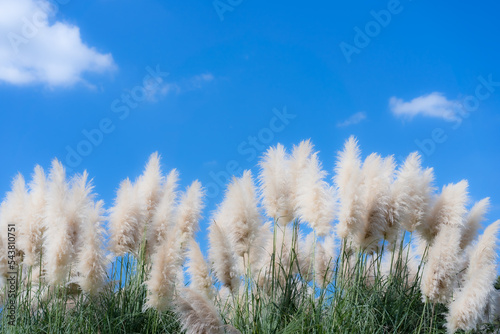 パンパスグラスと爽やかな青空