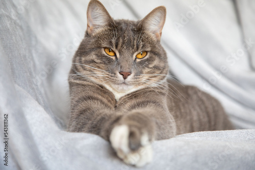 Portrait of a tabby cat with yellow eyes 3