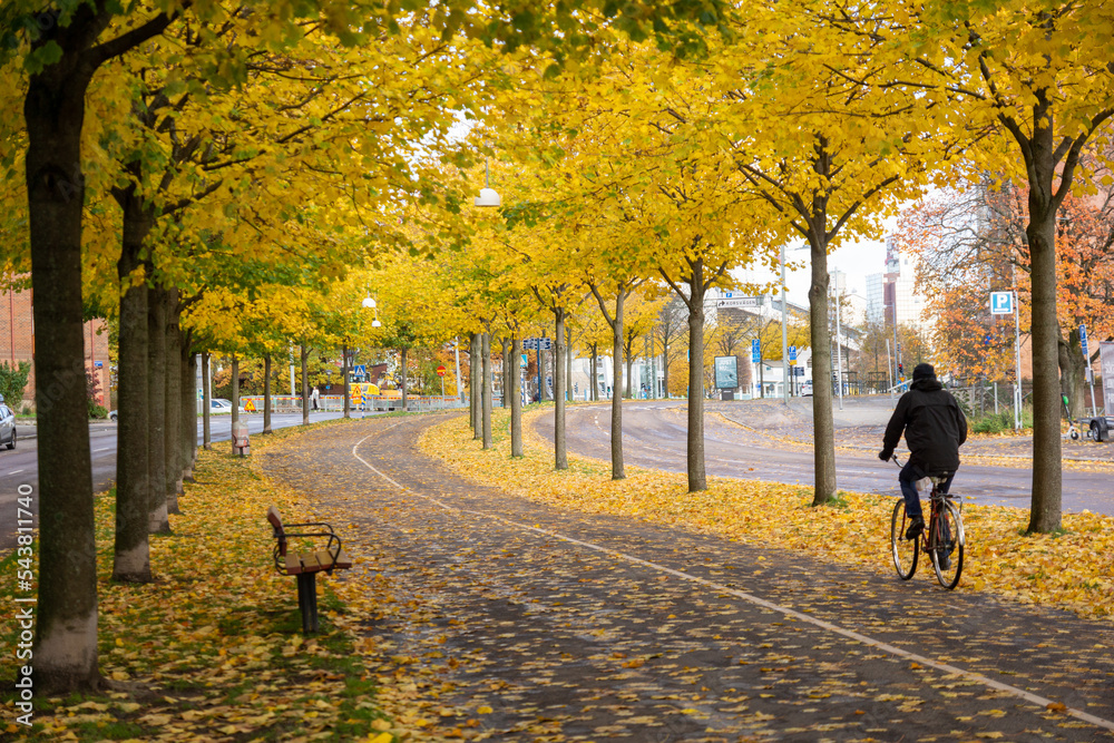 automne,feuilles,cycliste,piste cyclable,feuilles mortes,danger,glissade,couleurs,ville,vélo,arbres,allée,urbain,transport,paysage,piste,banc,arbres,coloré,couleurs,jaune,orange,saison,sainsonal