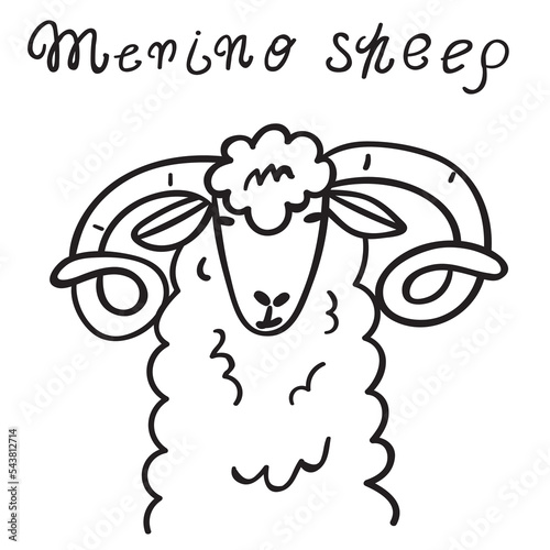 Merino sheep head. Hand drawn outline vector illustration on white background.