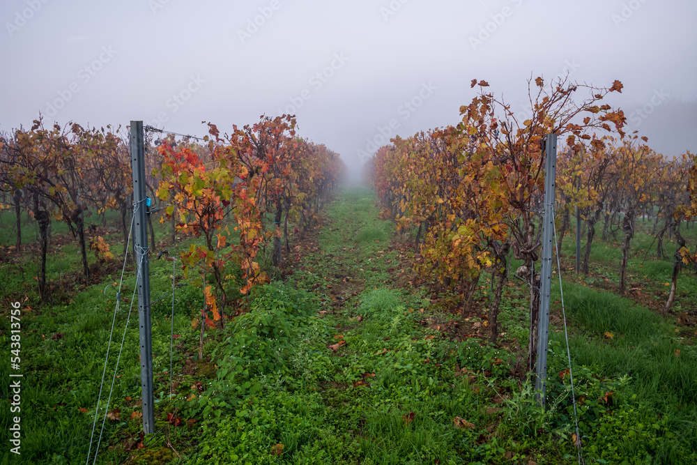 Fototapeta premium herbstliche rebenzeile im nebel