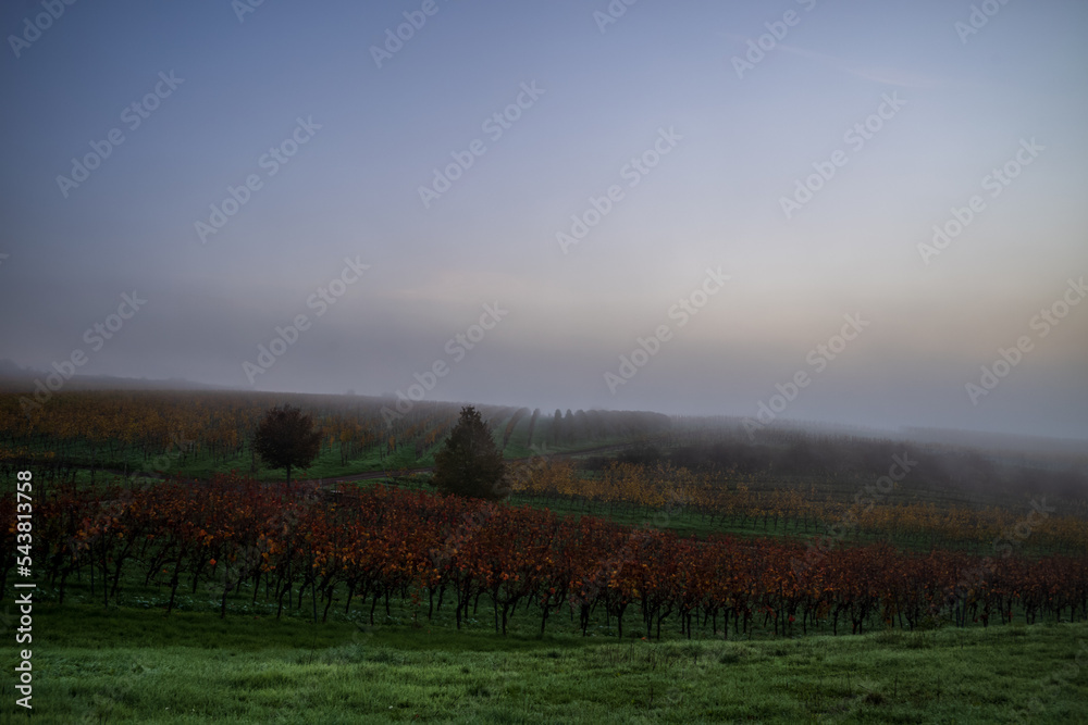 Fototapeta premium nebelstimmung im weinberg