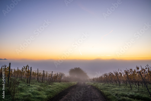 weinberg im nebel zum sonnaufgang