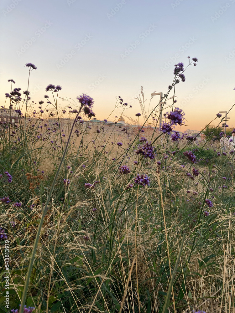 Fototapeta premium A small field in the city with small purple flowers and hay at sunset