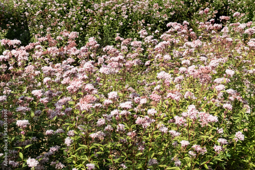 秋のフジバカマの群生　滋賀県びわこ文化公園