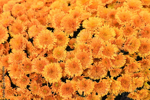 Obraz na plátne Chrysanthèmes orange en automne
