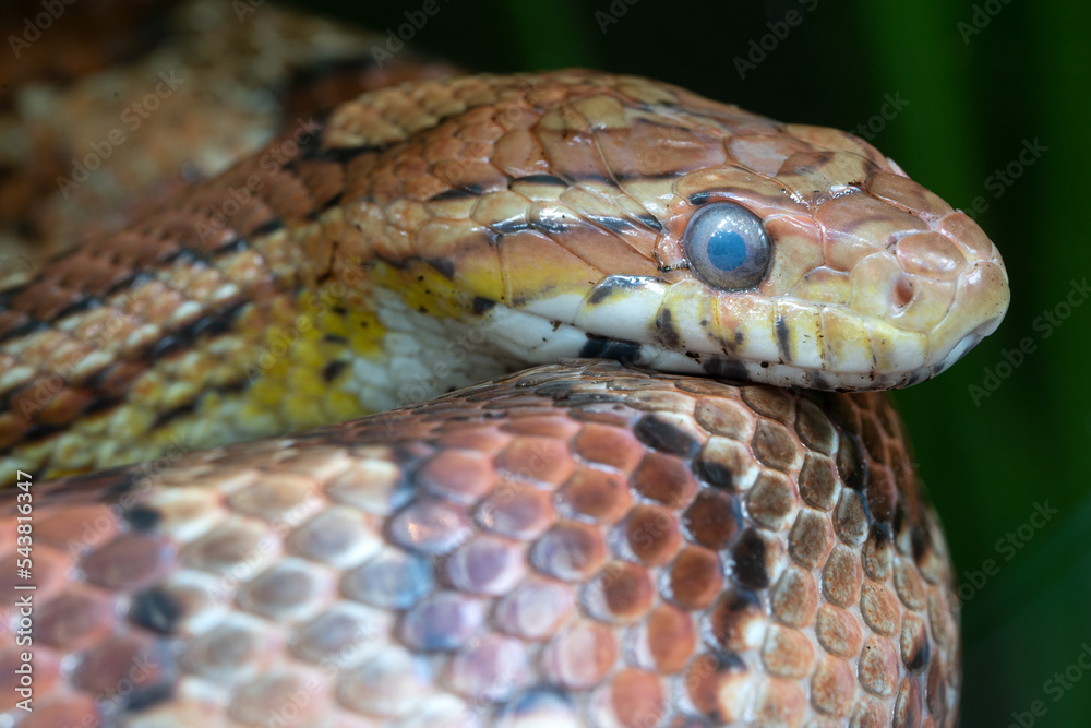 Fototapeta premium Eastern Corn Snake, Pantherophis guttatus