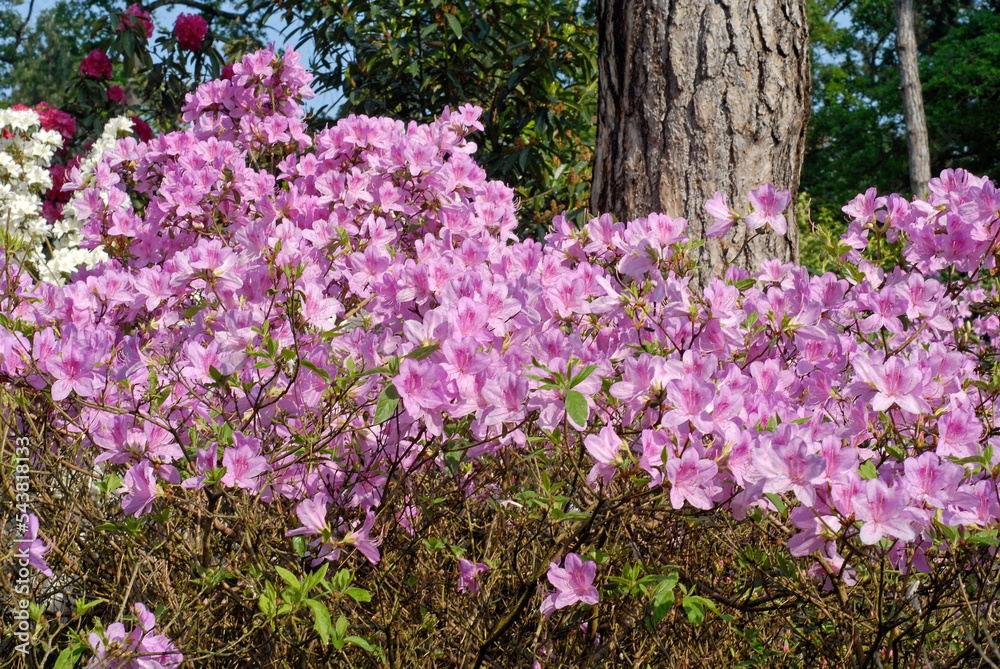 Rhododendron, Rhododendron x 'Joseph Haydn'