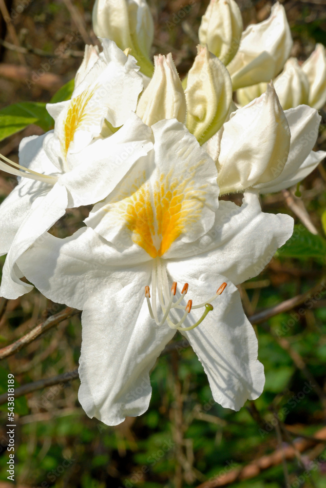 Fototapeta premium Rhododendron, Rhododendron x 'Schneegold'