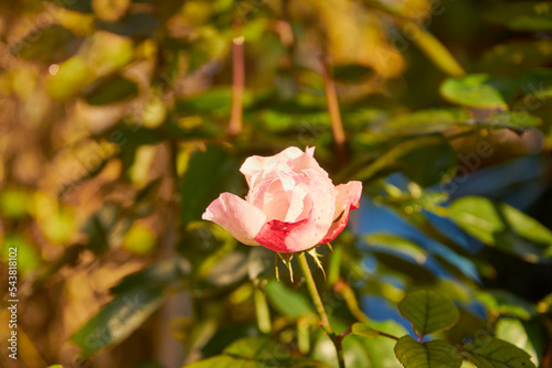 różowa róża 