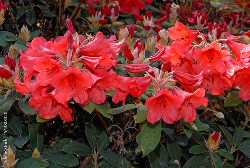 Rhododendron, Rhododendron forrestii 'Repens May Day' photo