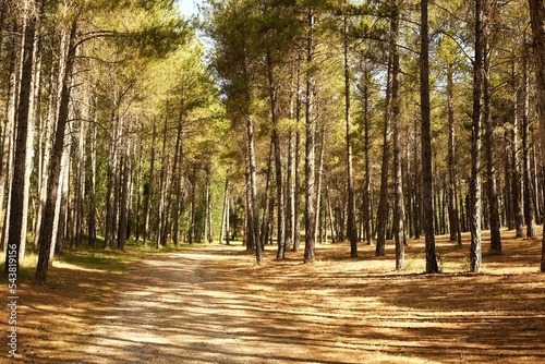 Landscape of pine groves in the forest.