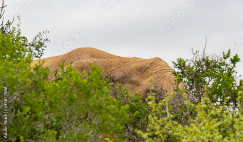 Elefant in der Wildnis und Savannenlandschaft von Afrika © vschlichting