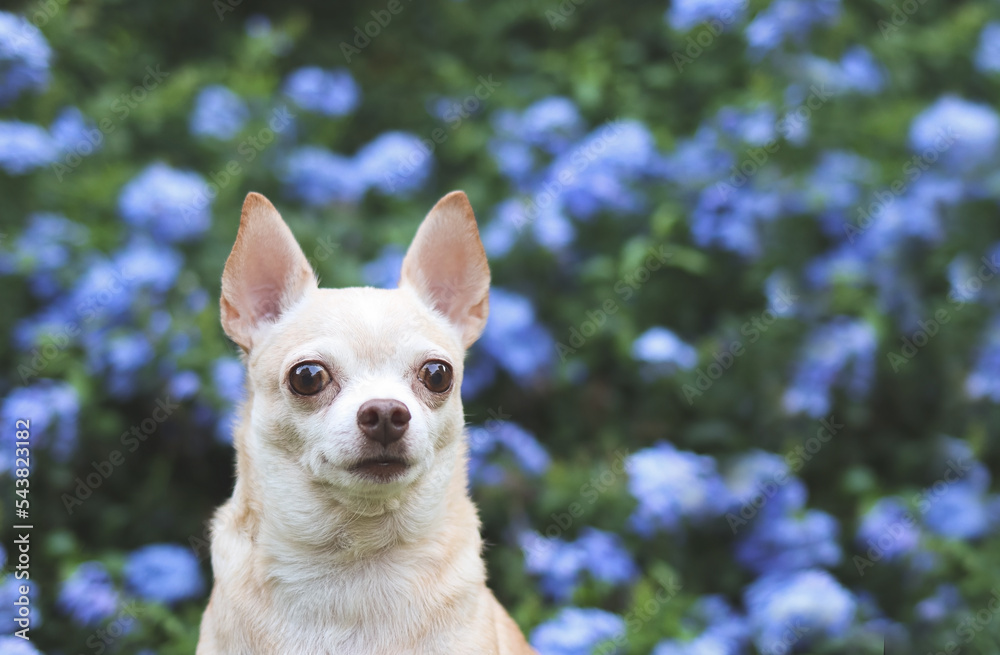 brown short hair  Chihuahua dog sitting on green grass in the garden with purple flowers blackground, looking away curiously, copy space.