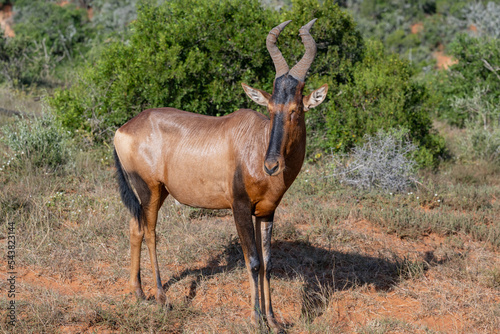 Südafrikanische Kuhantilope in der Wildnis und Savannenlandschaft von Afrika