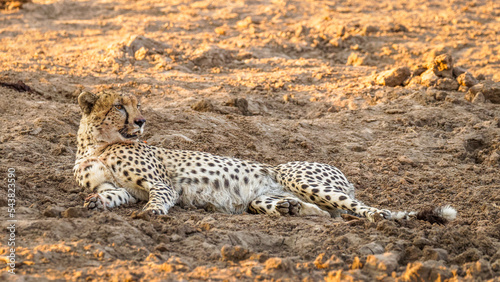 A cheetah male resting (Acinonyx jubatus) in evening light, Timbavati Game Reserve, South Africa.