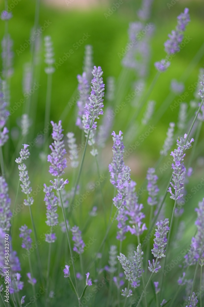 Obraz premium Lilac lavender grows in the morning field