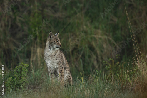 Canvas Print Wild Eurasian Lynx in Finland in the morning