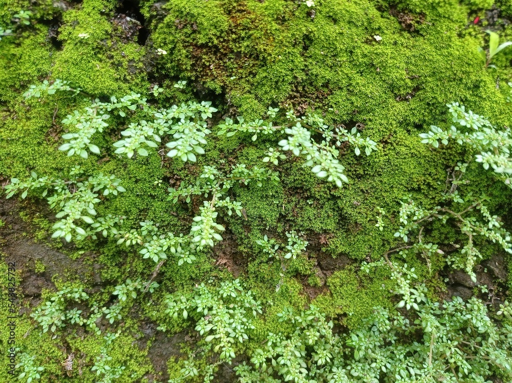 moss plants growing on damp walls