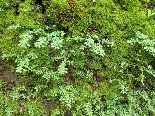 Fototapeta Naklejka Na Ścianę i Meble -  moss plants growing on damp walls