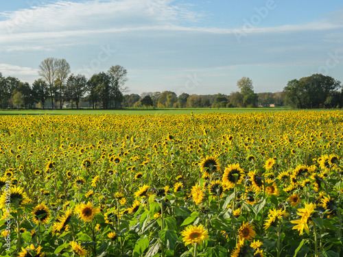 Sonnenblumenfeld im Münssterland