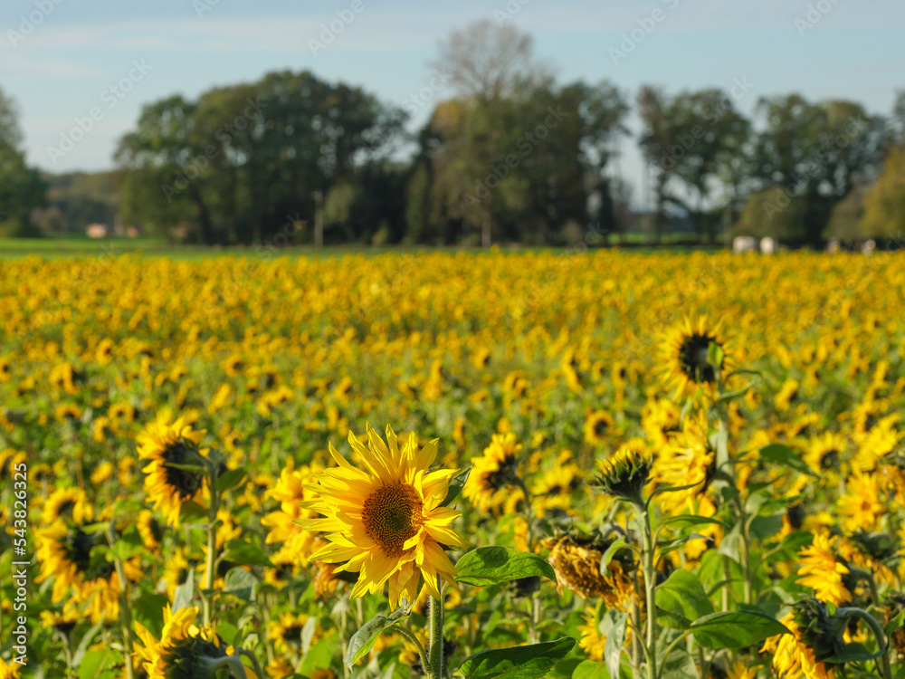 Fototapeta premium Sonnenblumenfeld im Münssterland