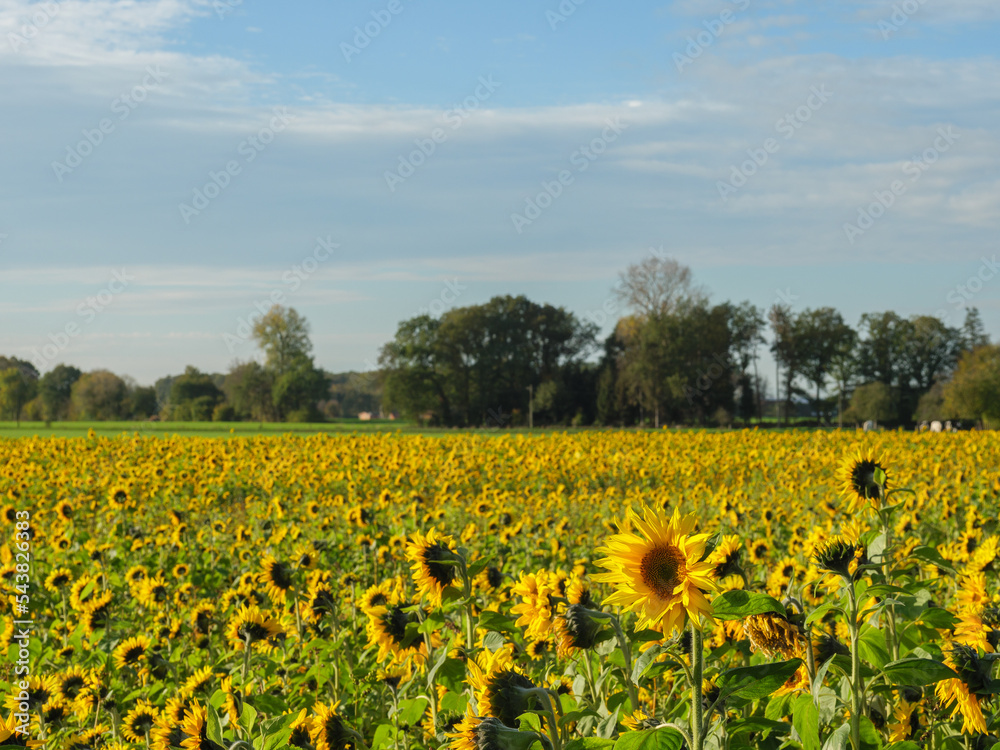 Sonnenblumenfeld im Münssterland