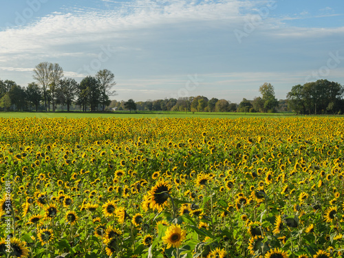 Sonnenblumenfeld im Münssterland © Stephan Sühling