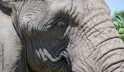 Nahaufnahme von einem Elefanten in der Savanne von Süd Afrika © vschlichting