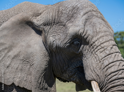 Nahaufnahme von einem Elefanten in der Savanne von Süd Afrika