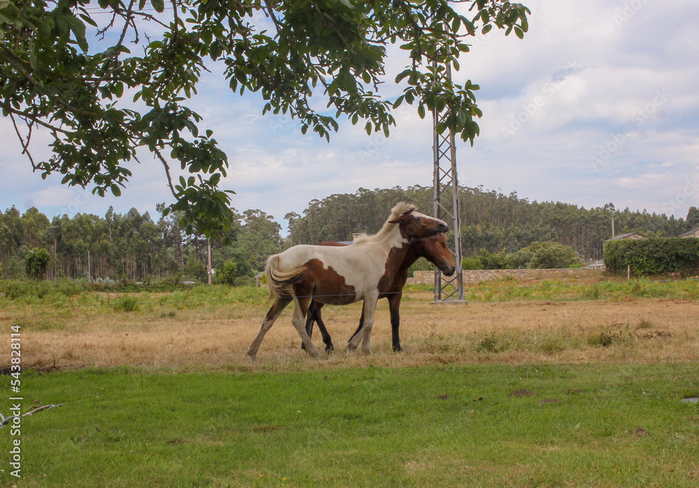 Obraz premium two horses in the countryside