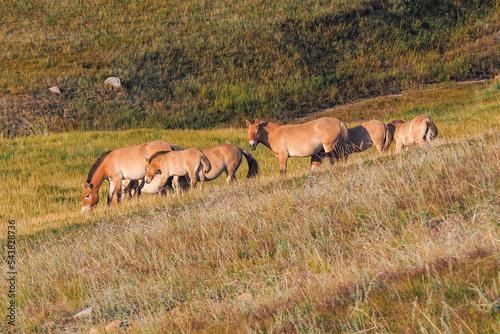 Wild horses in Khustain Nuruu National park 