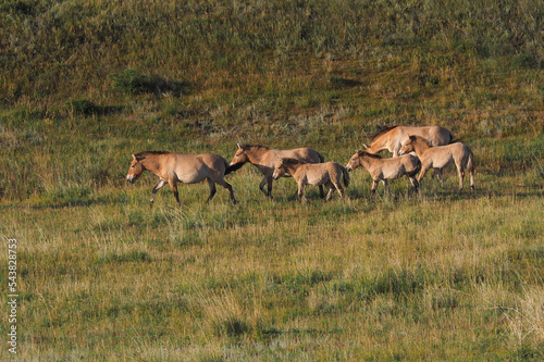 Wild horses in Khustain Nuruu National park