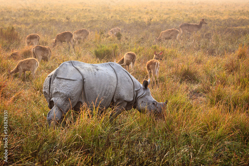 An Indian Rhinoceros in front of a group of hog deer Kaziranga National Park, Assam, India photo