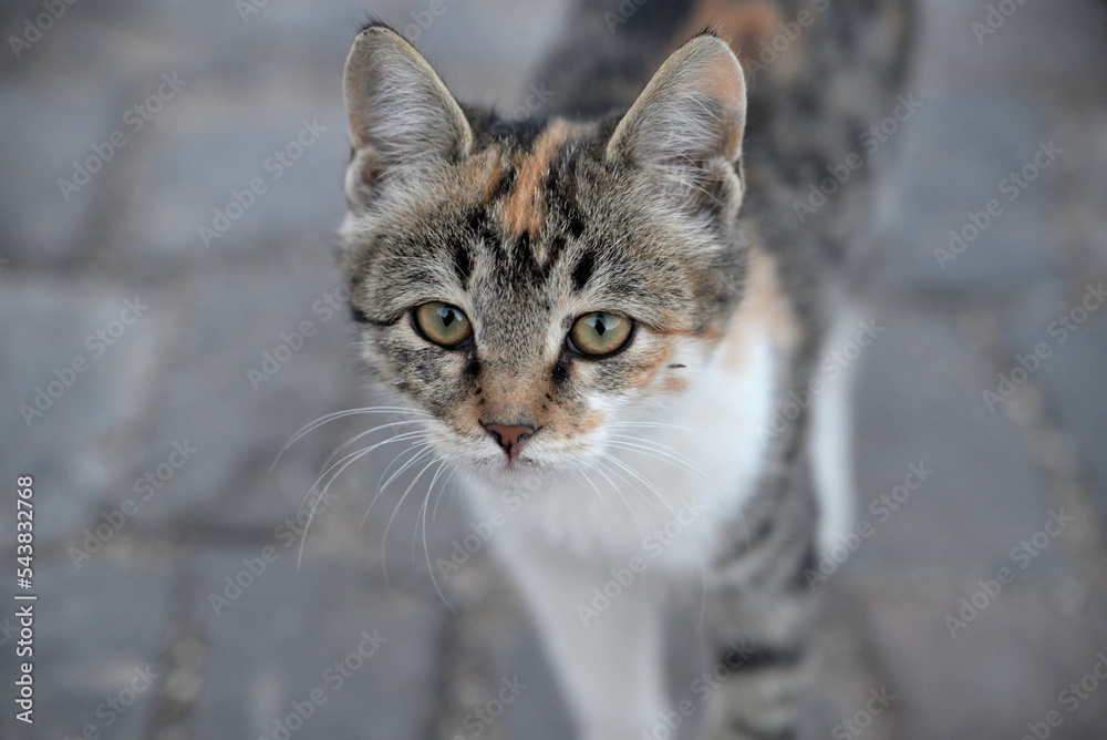 猫 猫